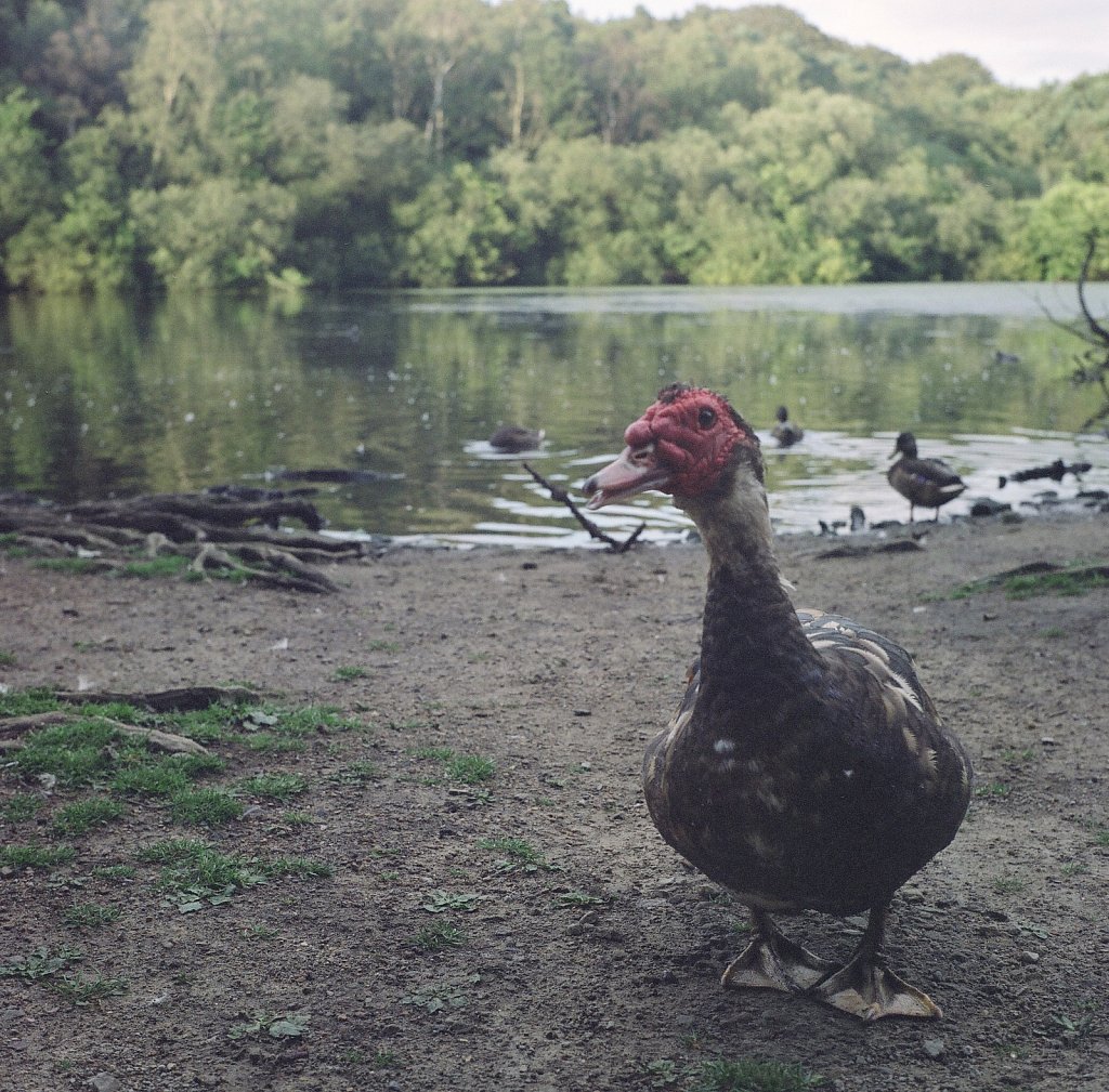 curious duck